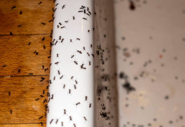 Best Affordable Pest Control Services  in Farley, KY